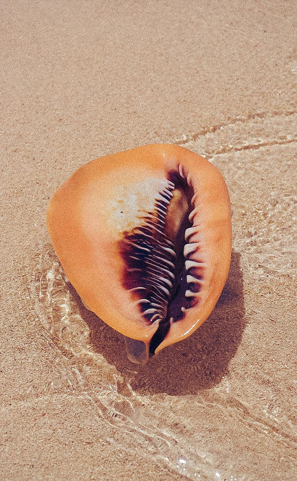 Functional Beauty Guide 2026: Ästhetik und Nutzen vereint Ilumaa