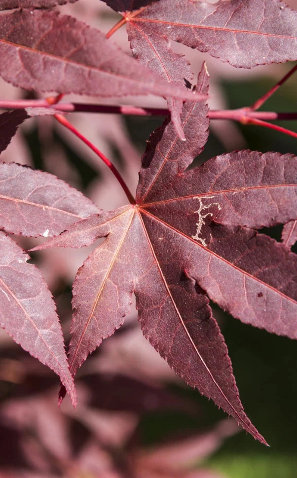 Rizinusöl Guide 2025: Alles über Wirkung & Anwendung Ilumaa