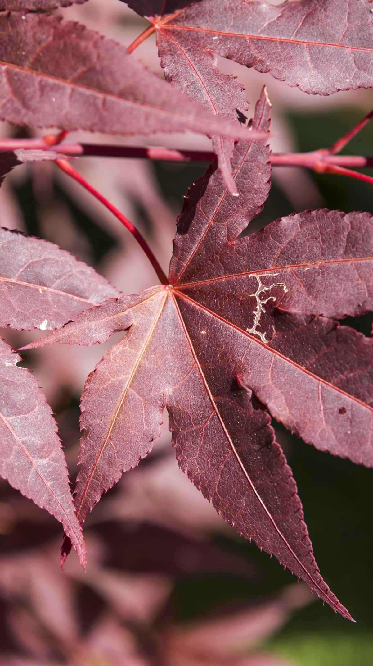 Rizinusöl Guide 2025: Alles über Wirkung & Anwendung Ilumaa