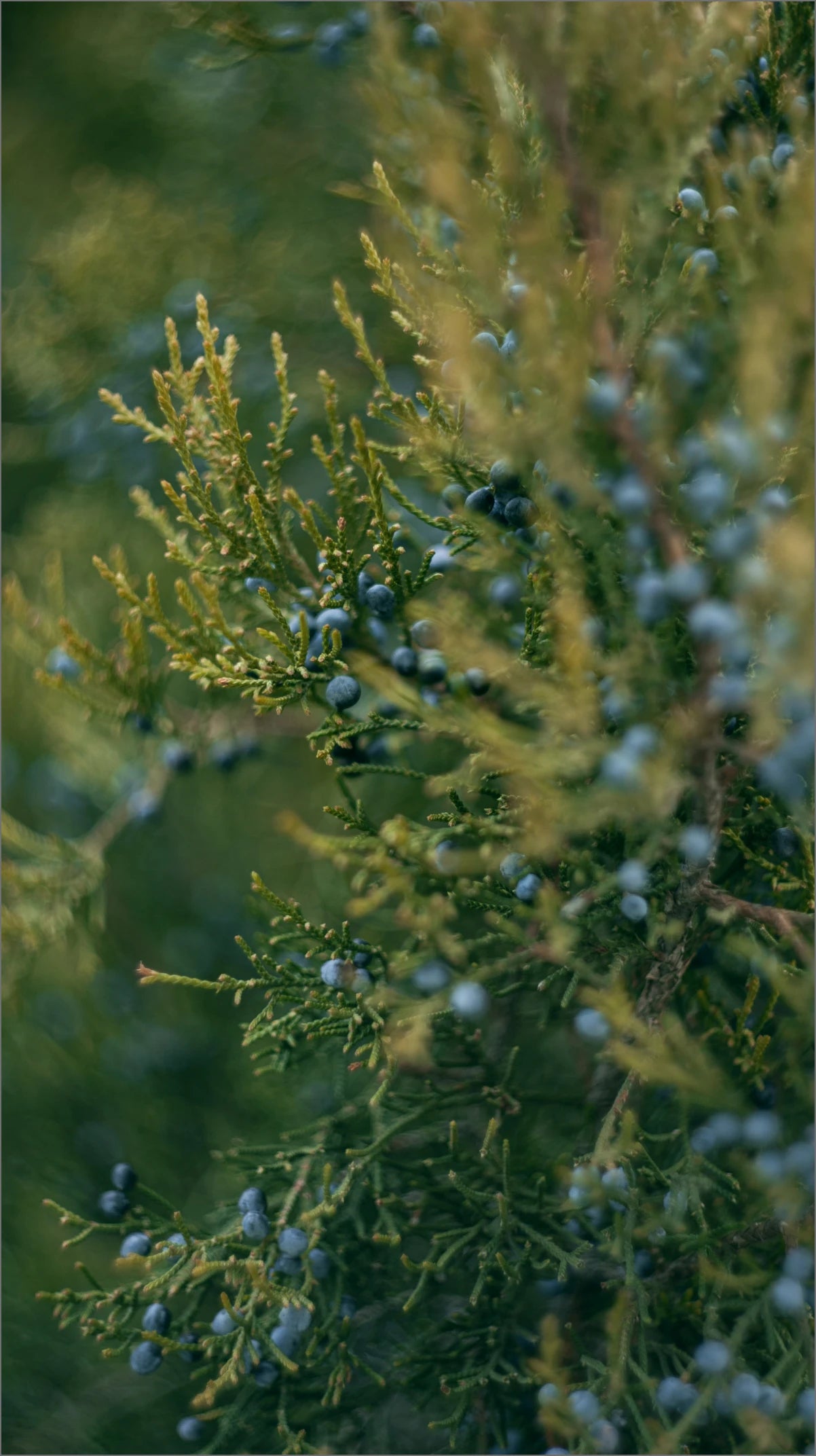 Wacholderöl: Die natürliche Kraft für Haut, Balance und Wohlbefinden Ilumaa