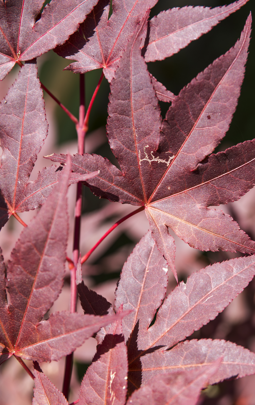 Rizinusöl Guide 2025: Alles über Wirkung & Anwendung