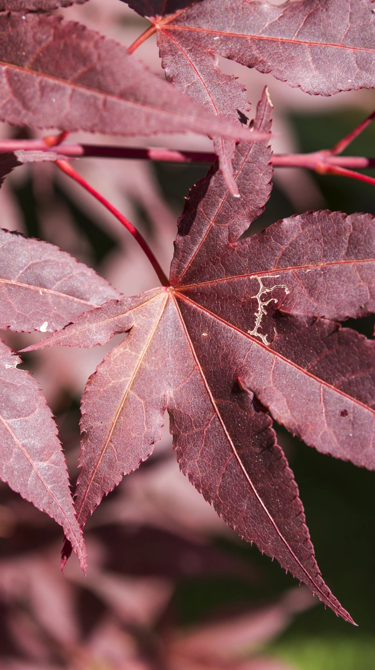 Rizinusöl Guide 2025: Alles über Wirkung & Anwendung Ilumaa